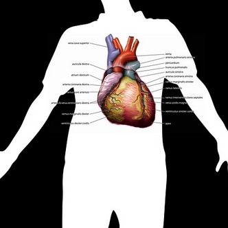 Overview of Marriage - Anatomy of the heart