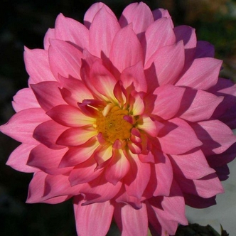 Ladies, know your cycle! Beautiful picture of a dahlia