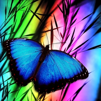 Everybody changes! Luminous butterfly