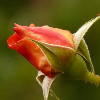 Feelings of inadequacy - unopened rose