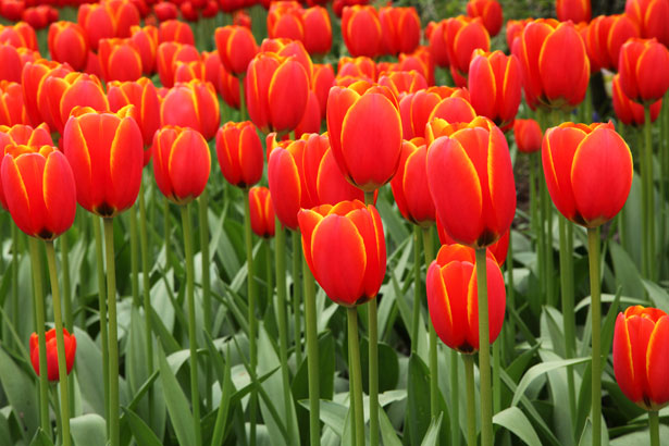 Legitimate self-concern versus “unconditional love” in marriage Part 3 - Field of Red Tulips
