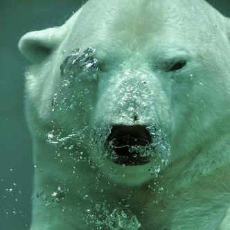Finding Mr Huggie-Wuggie: Dear Lord, please let it be him! Polar Bear