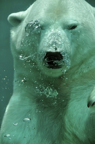 Finding Mr Huggie-Wuggie:  Dear Lord, please let it be him!  Polar Bear