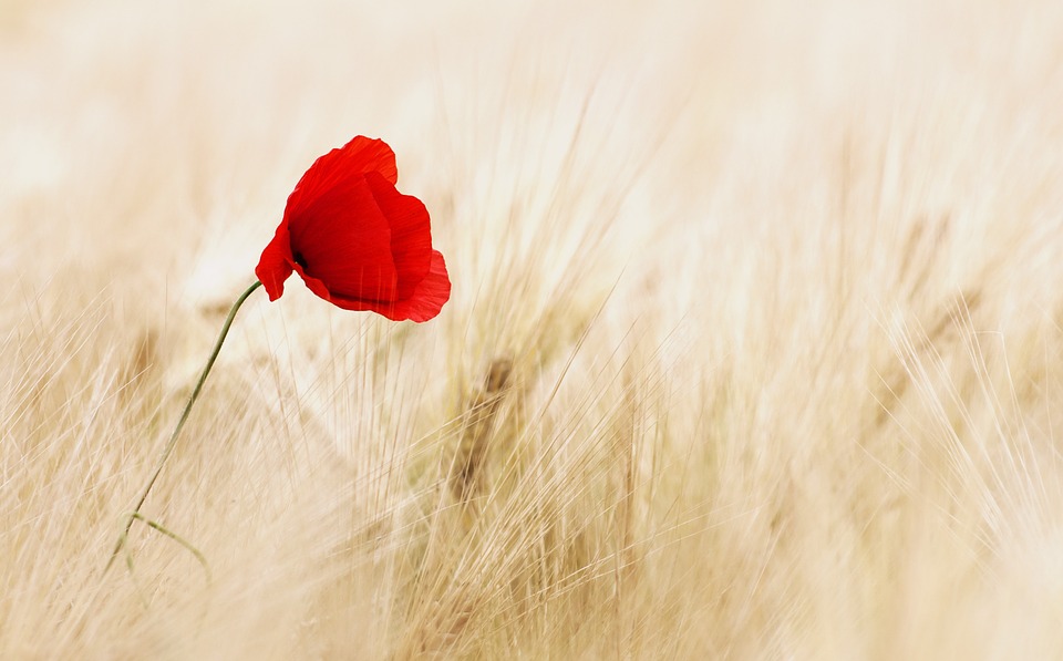 A lonely poppy in a field