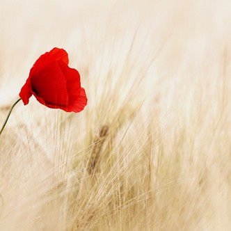A lonely poppy in a field