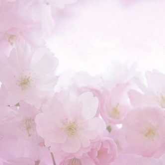 Delicate Pink Blossoms