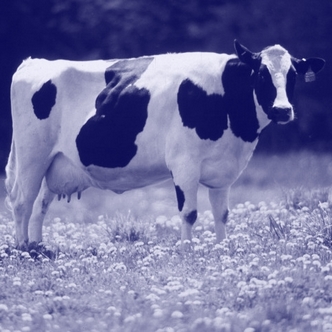 Proverb of the Milk and the Cow - Blue Cow