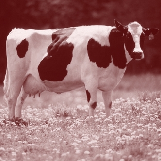 The Proverb of the Milk and the Cow - Red Cow