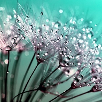 Presenting myself to you in weakness - dandelion clock