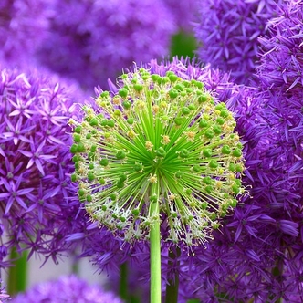 Allia flowers