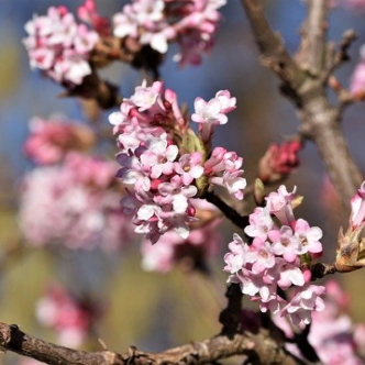 Pretty flowers