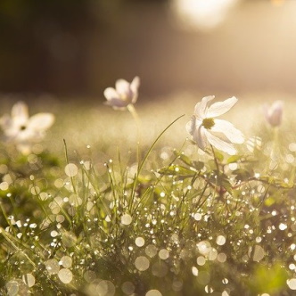 Field in morning