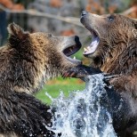 Communication Issues are often character issues - bears snapping at one another